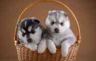 Husky кученца: шармантни деца со изглед